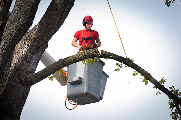 Best Tree Disease Treatment  in Silver Summit, UT